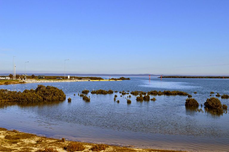 tooradin-water-trees
